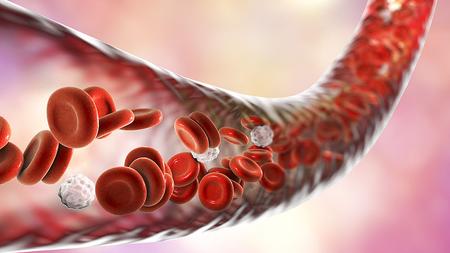 Blut und seine Bestandteile in einem Blutgefäß