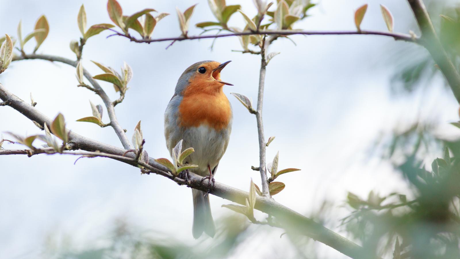 Kopf fit! Zuordnen von Vogelstimmen Kopf fit! Zuordnen von Vogelstimmen