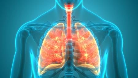 Grafische Darstellung einer Lunge