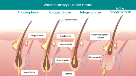 Zyklus des Haarwachstums beim Menschen