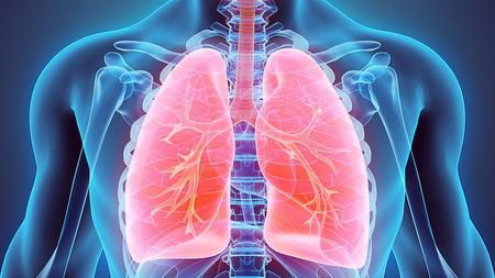 Abbildung der Lunge