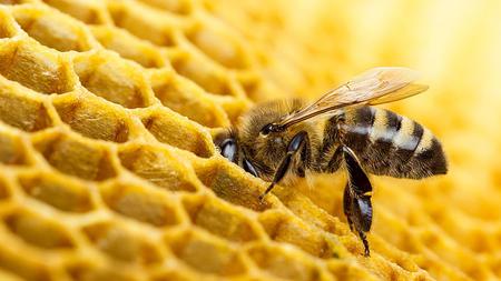 Abbildung einer Biene