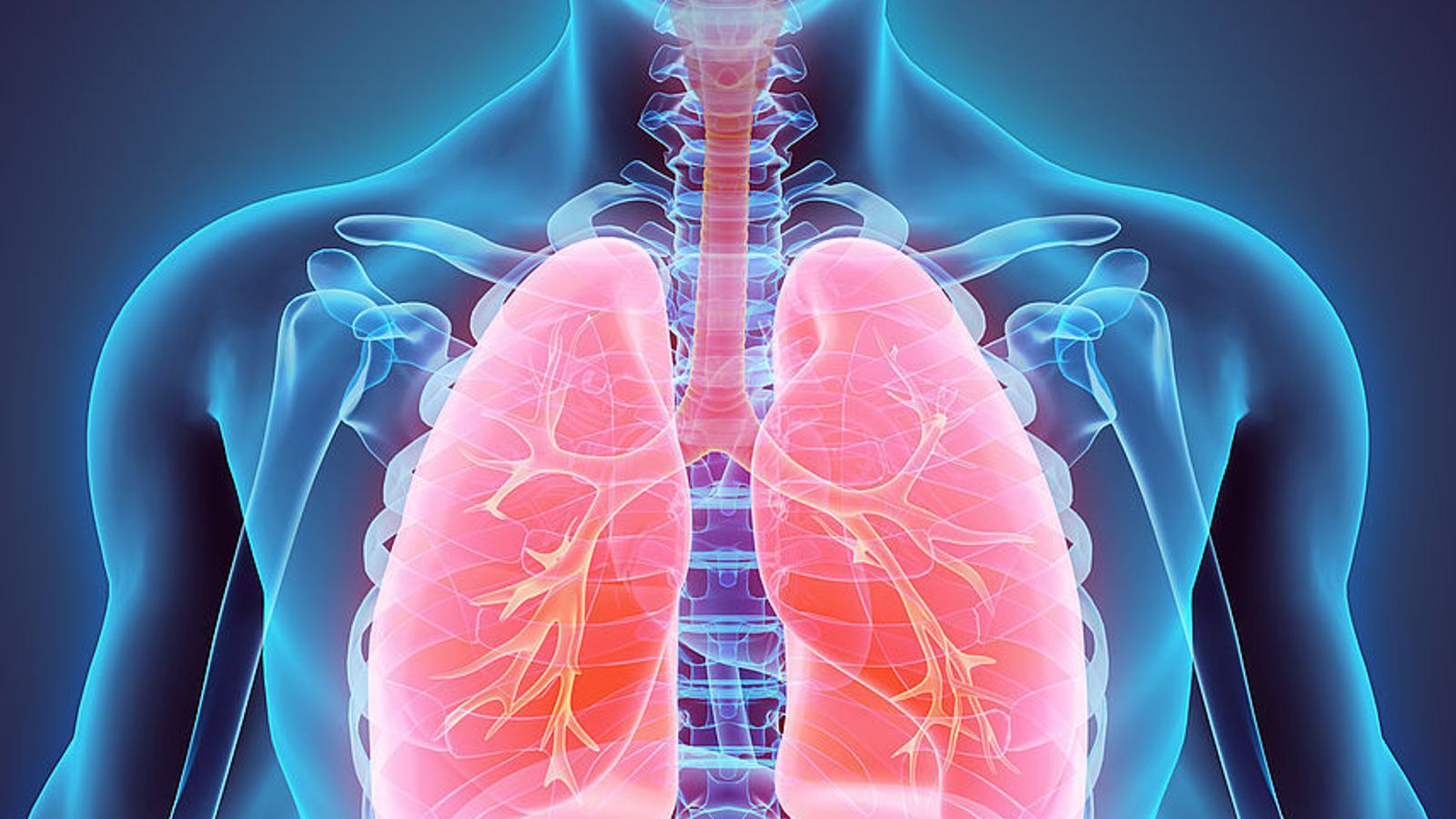 Illustration der Lunge