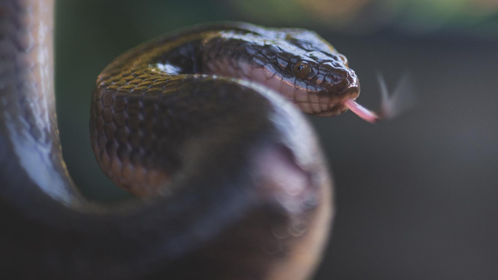 Giftige züngelnde Schlange