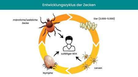 Grafische Darstellung des Entwicklungszyklus der Zecke