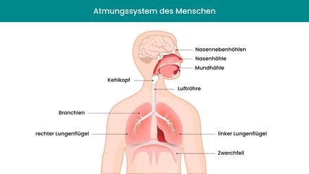 Grafische Darstellung des menschlichen Atmungssystems