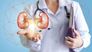 Niere und Dialyse: Optimale Versorgung der Nieren