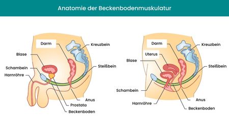 Anatomie der Beckenbodenmuskulatur mit männlichen und weiblichen Geschlechtsorganen