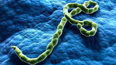 Abbildung des Ebola Virus