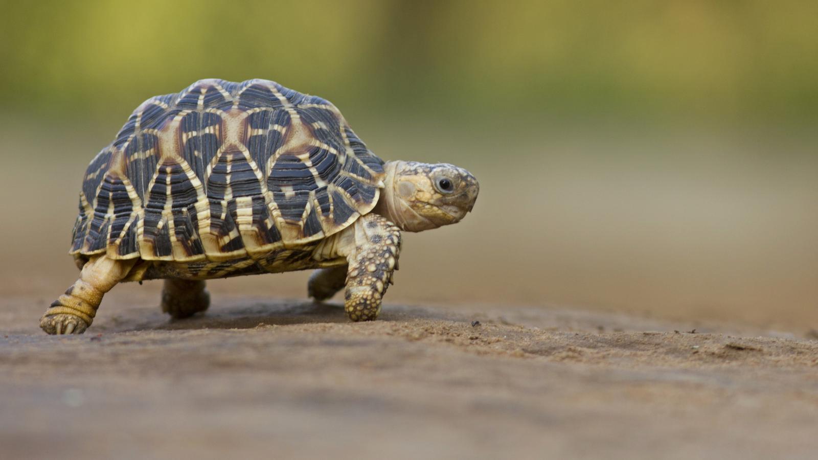 Schildkröte  wandert ins Bild