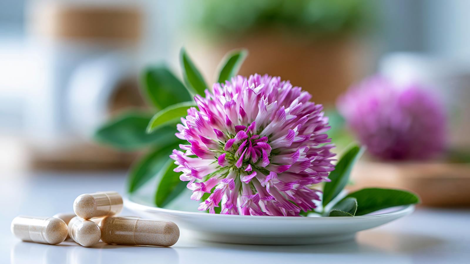 Rotkleeblüten und daneben Tabletten als Mittel gegen Menopause-Beschwerden