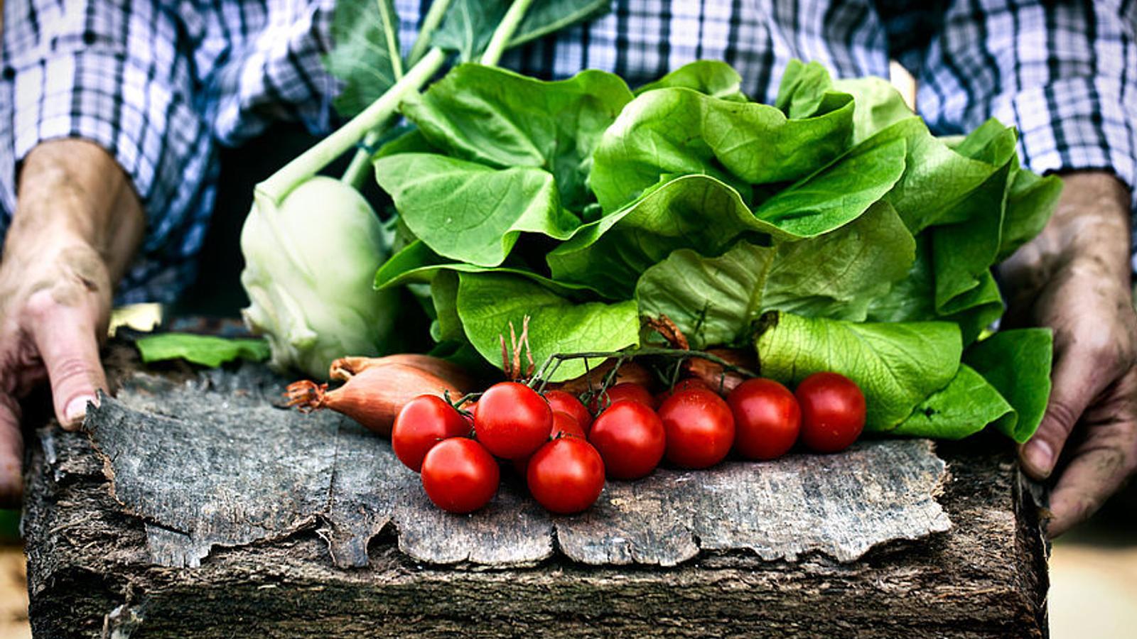 Tomaten und anderes Gemüse auf einem Holzbrett