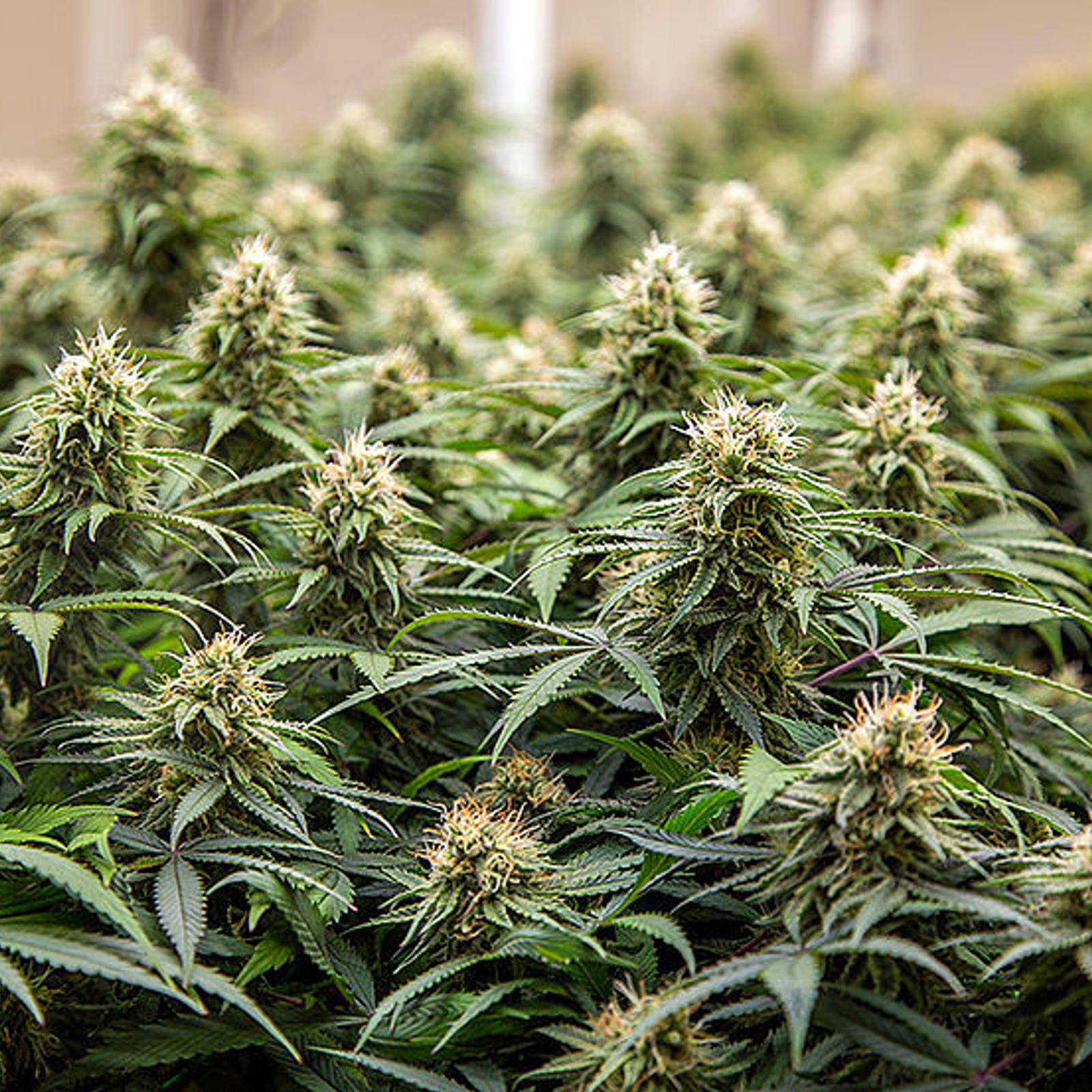 Marihuana  THC nachweisen in Blut & Urin | MeinMed.at
