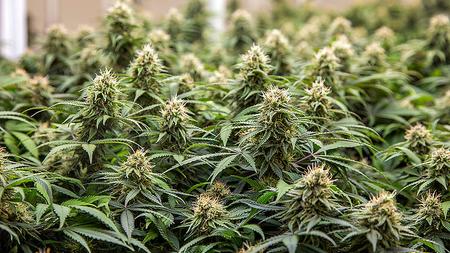 Ein dichtes, grünes Cannabisfeld