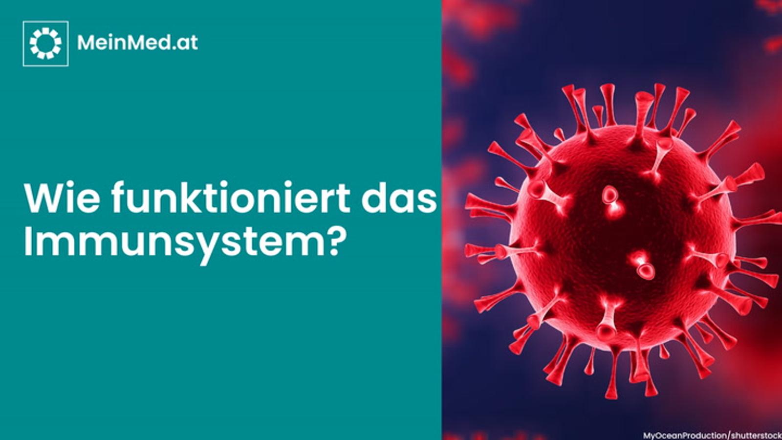 Wie funktioniert das Immunsystem?