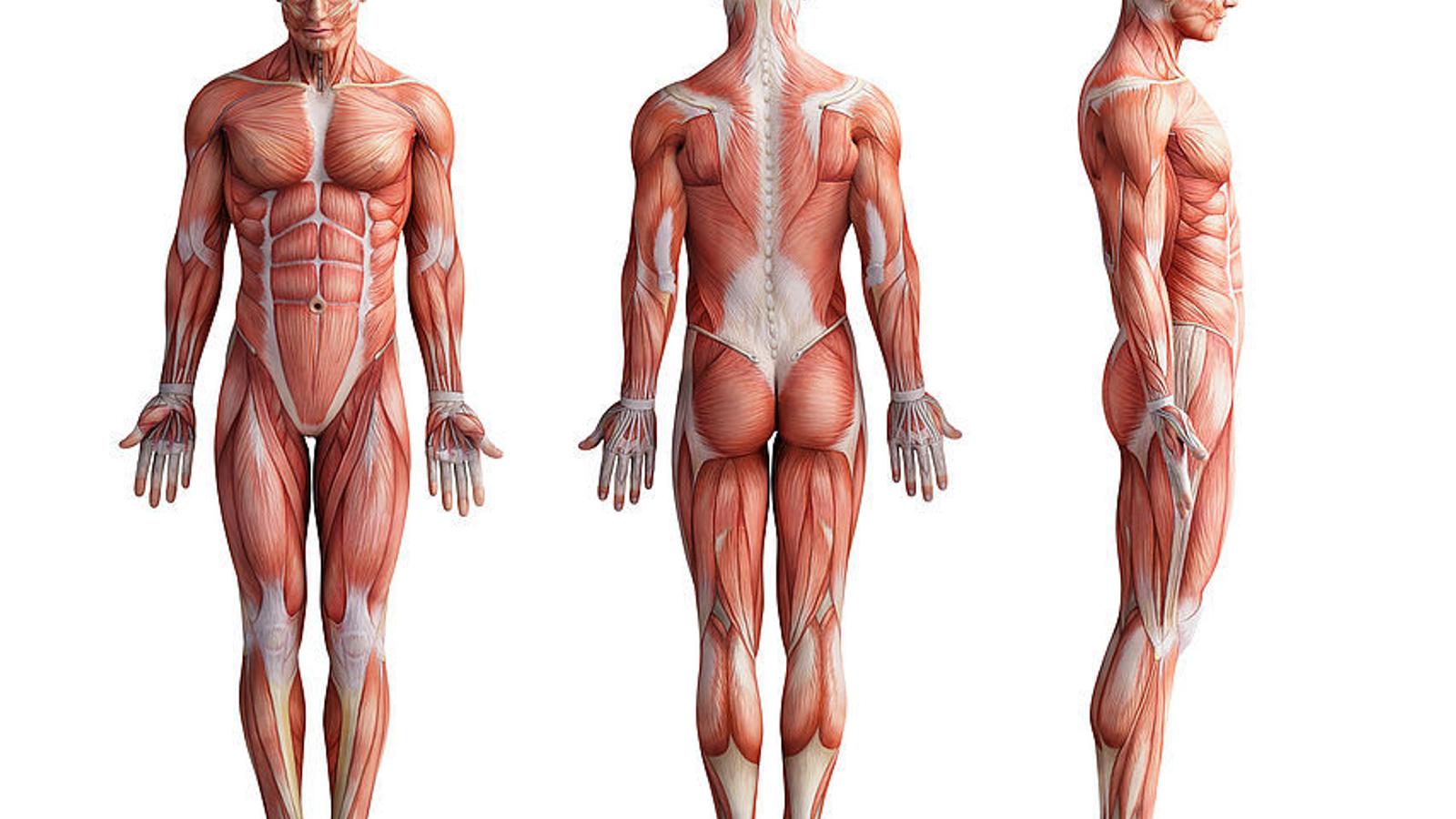 Anatomie des menschlichen Muskelsystems mit Sehnen
