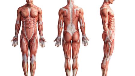 Anatomie des menschlichen Muskelsystems mit Sehnen