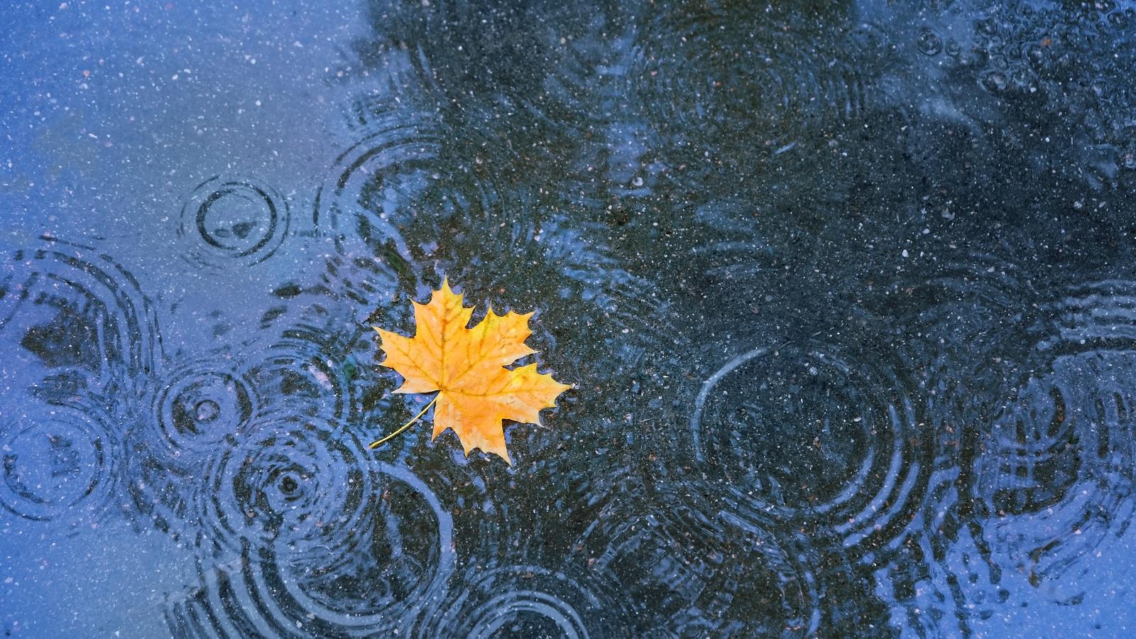 Gelbes Herbstblatt schwimmt in einer Regenpfütze