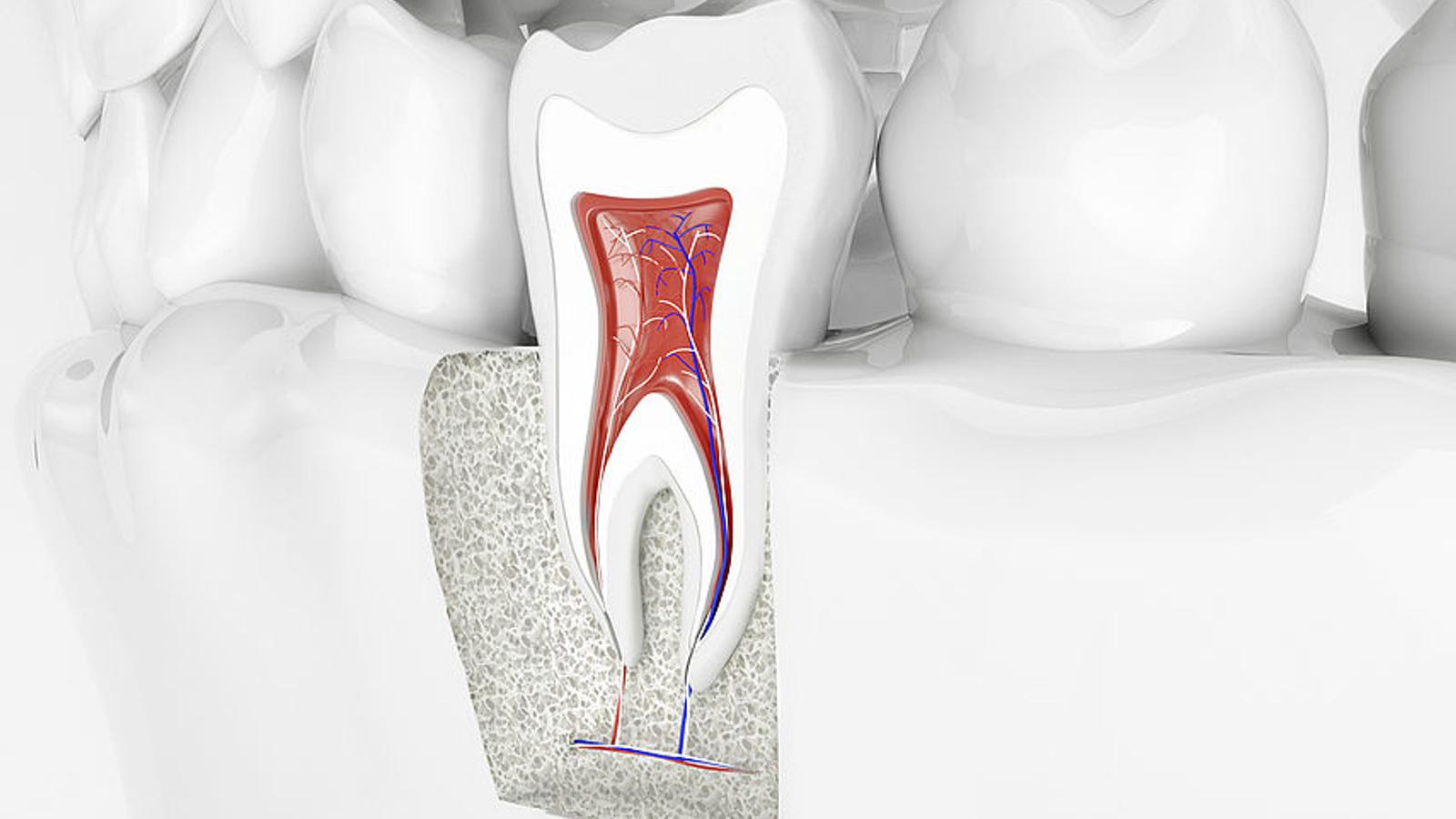 Wurzel eines gesunden Zahnes