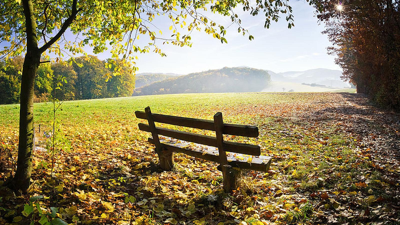 Bank auf einer großen Wiese