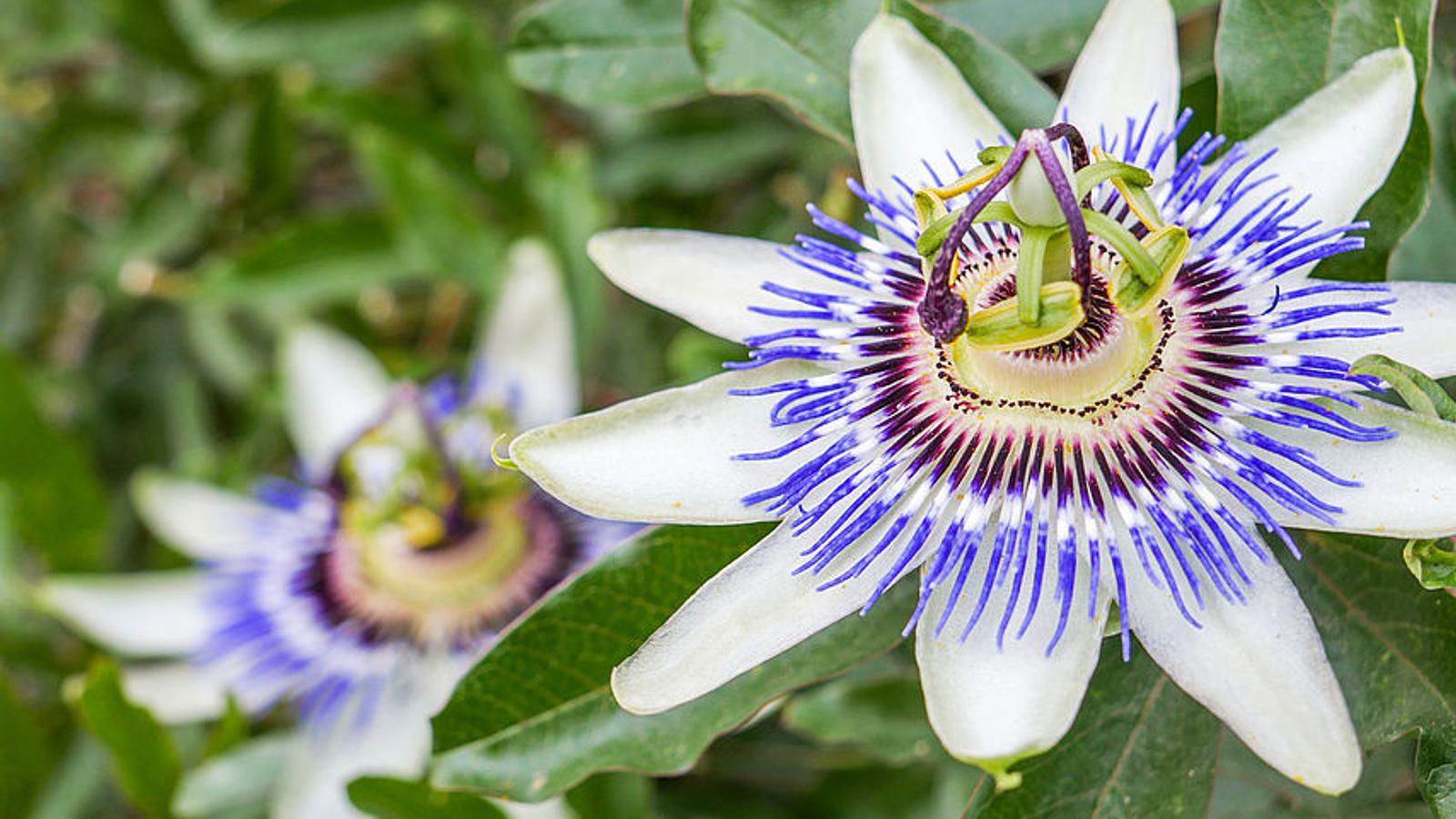 Passionsblume, die Ängste mildert und eine Heilpflanze für die Psyche ist