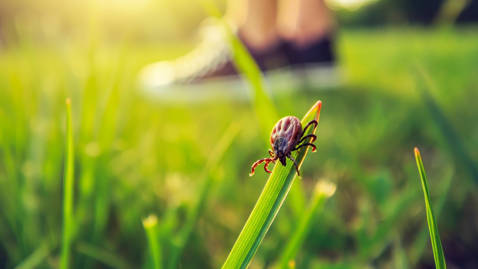 Zecke sitzt auf Grashalm und wartet auf vorbeikommenden Spaziergänger