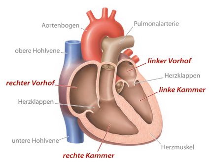 Artikelbild zu Artikel: Herzklappenerkrankungen