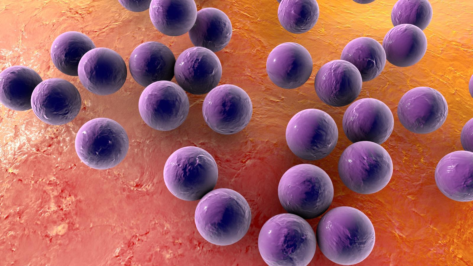 Bakterium Staphylococcus aureus auf der Oberfläche von Haut oder Schleimhaut, 3D-Darstellung