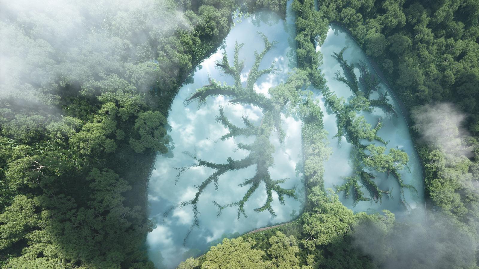 Respiratorische Erkrankungen: Atemnot und Husten lindern Wald unter Nebel und Wolkendecke