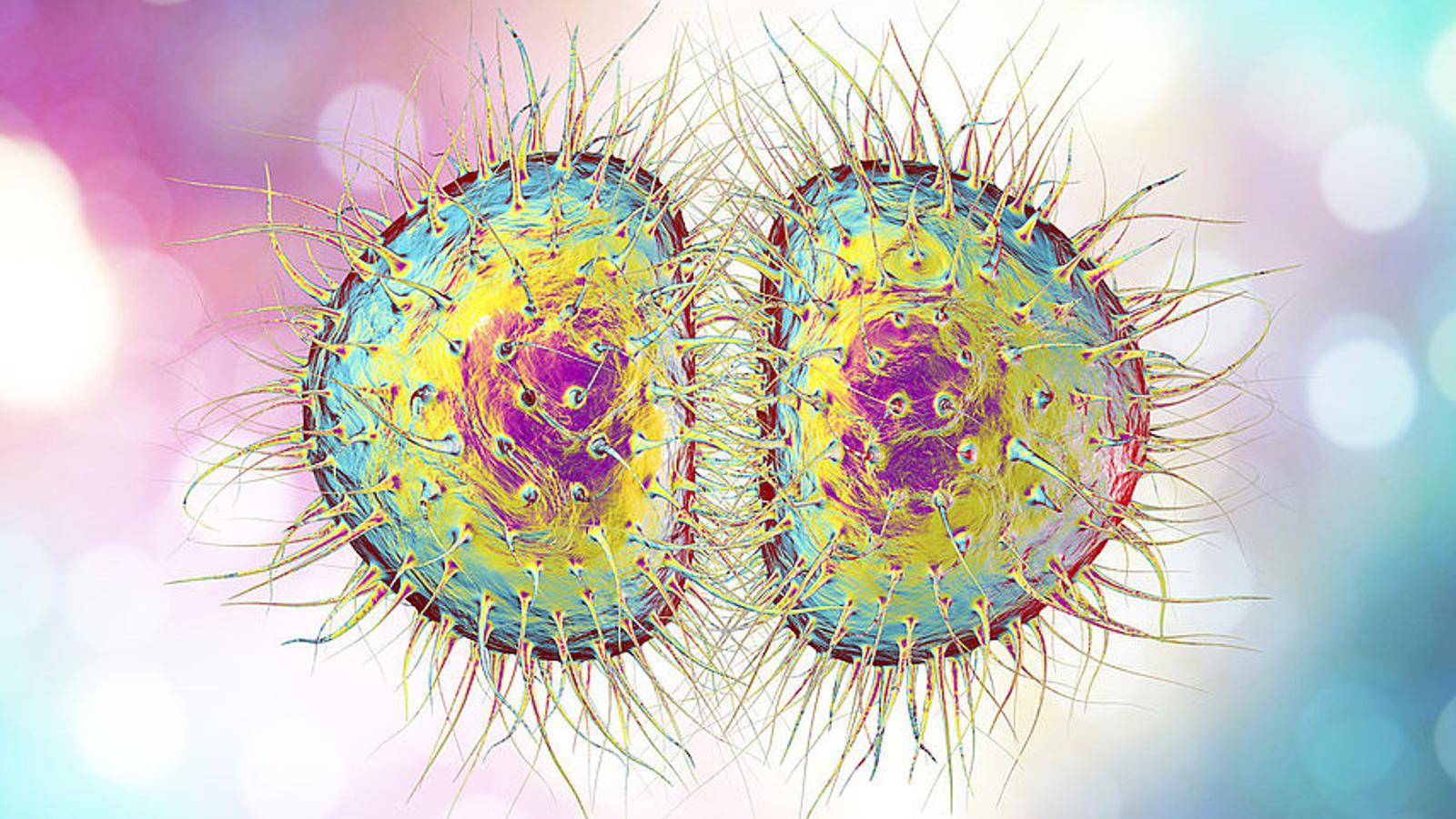 Illustration des Bakteriums Bakterium Neisseria gonorrhoeae 